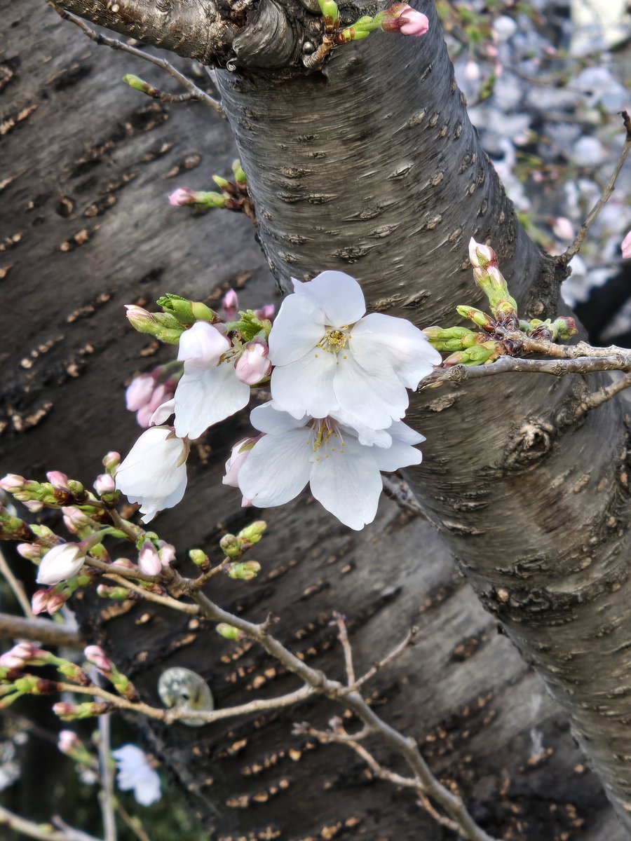 きたに tweet media