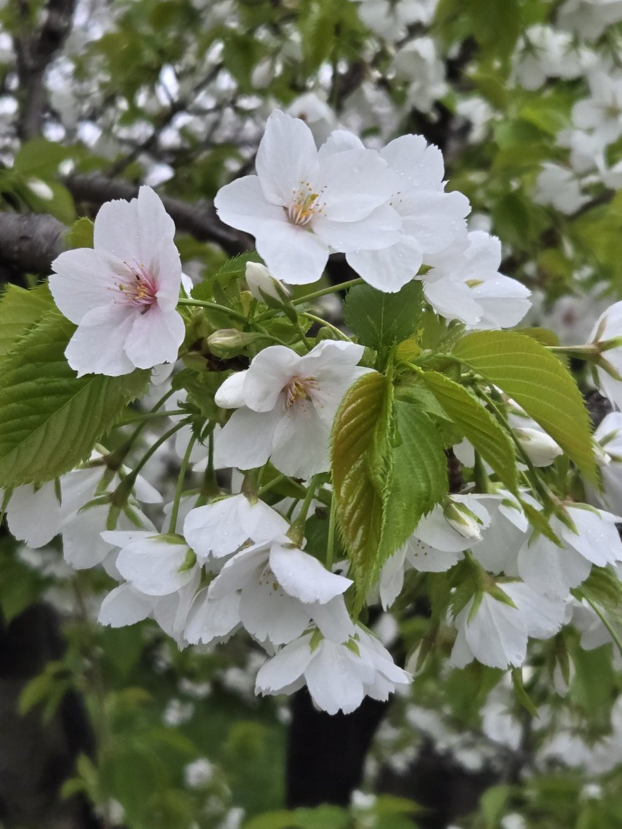 きたに tweet media