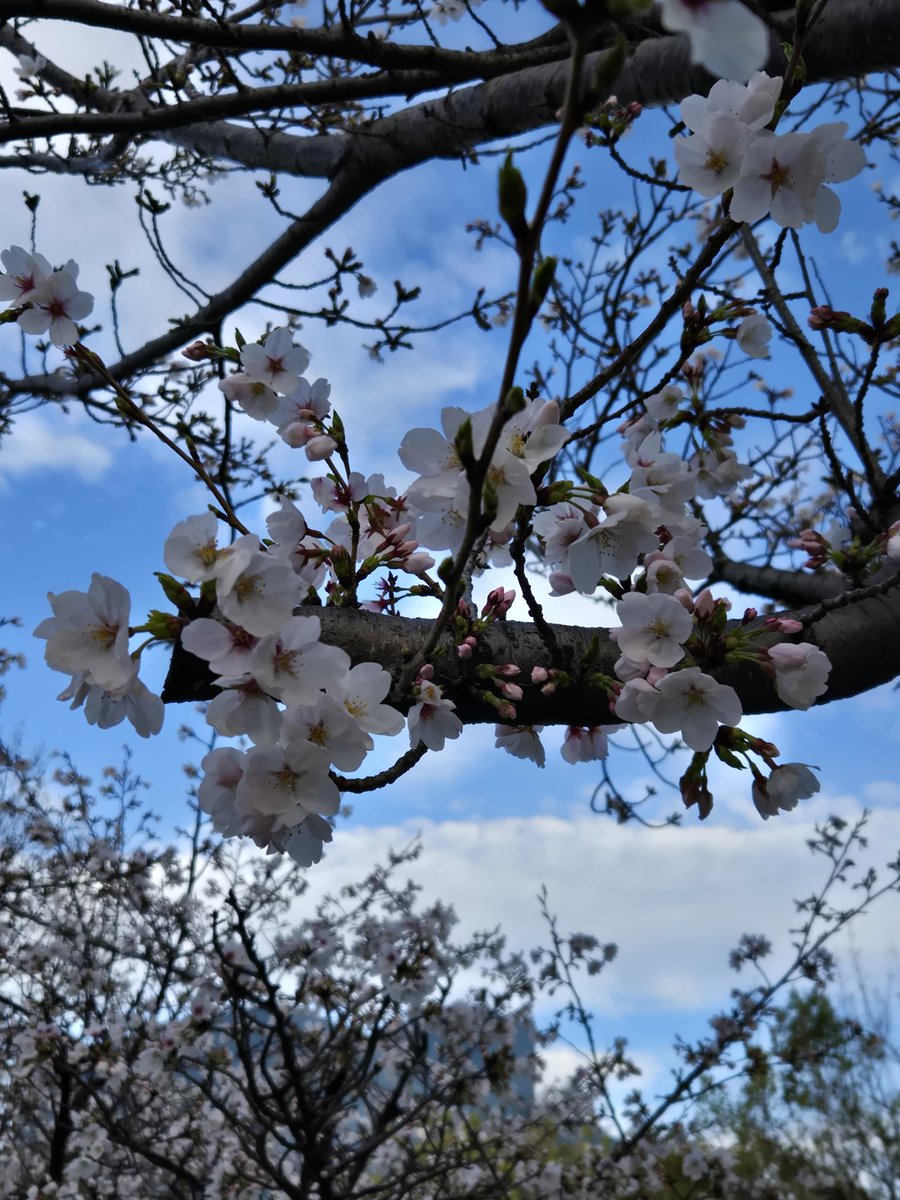 きたに tweet media