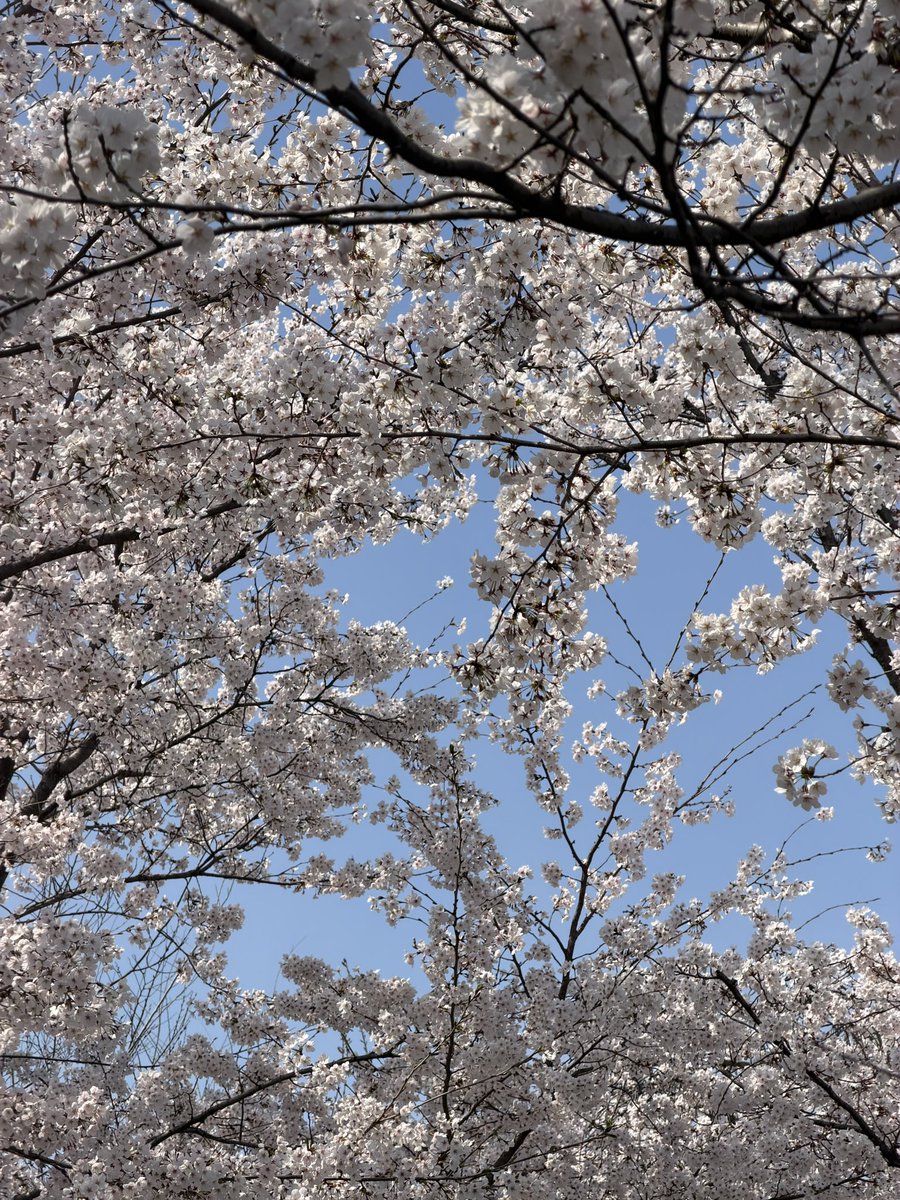 제로시스 tweet media