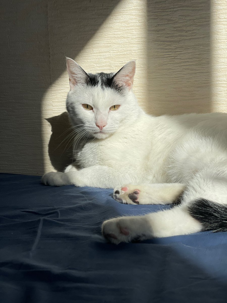 Черепаха с Омаха tweet media