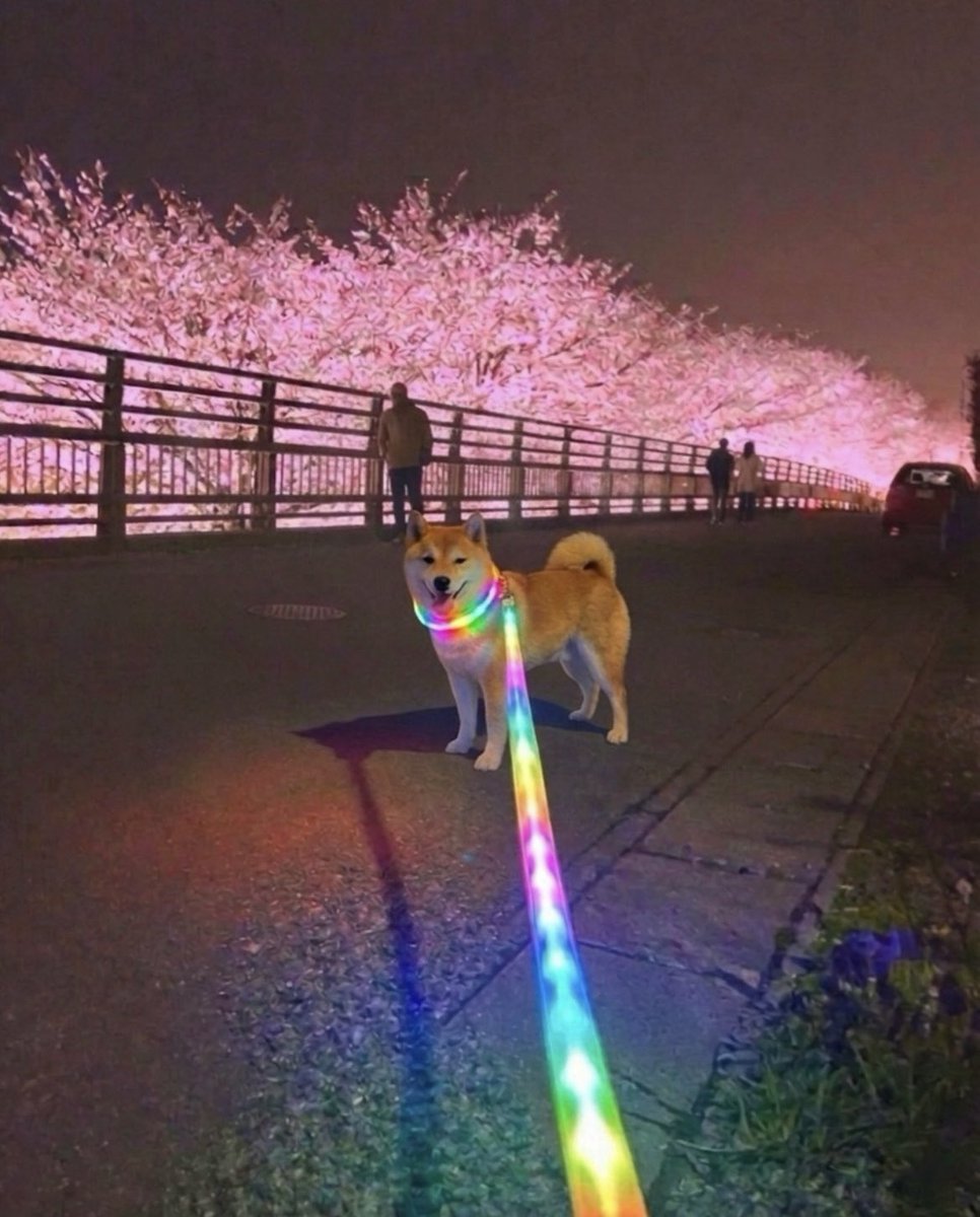 柴犬·͜·♡もも tweet media