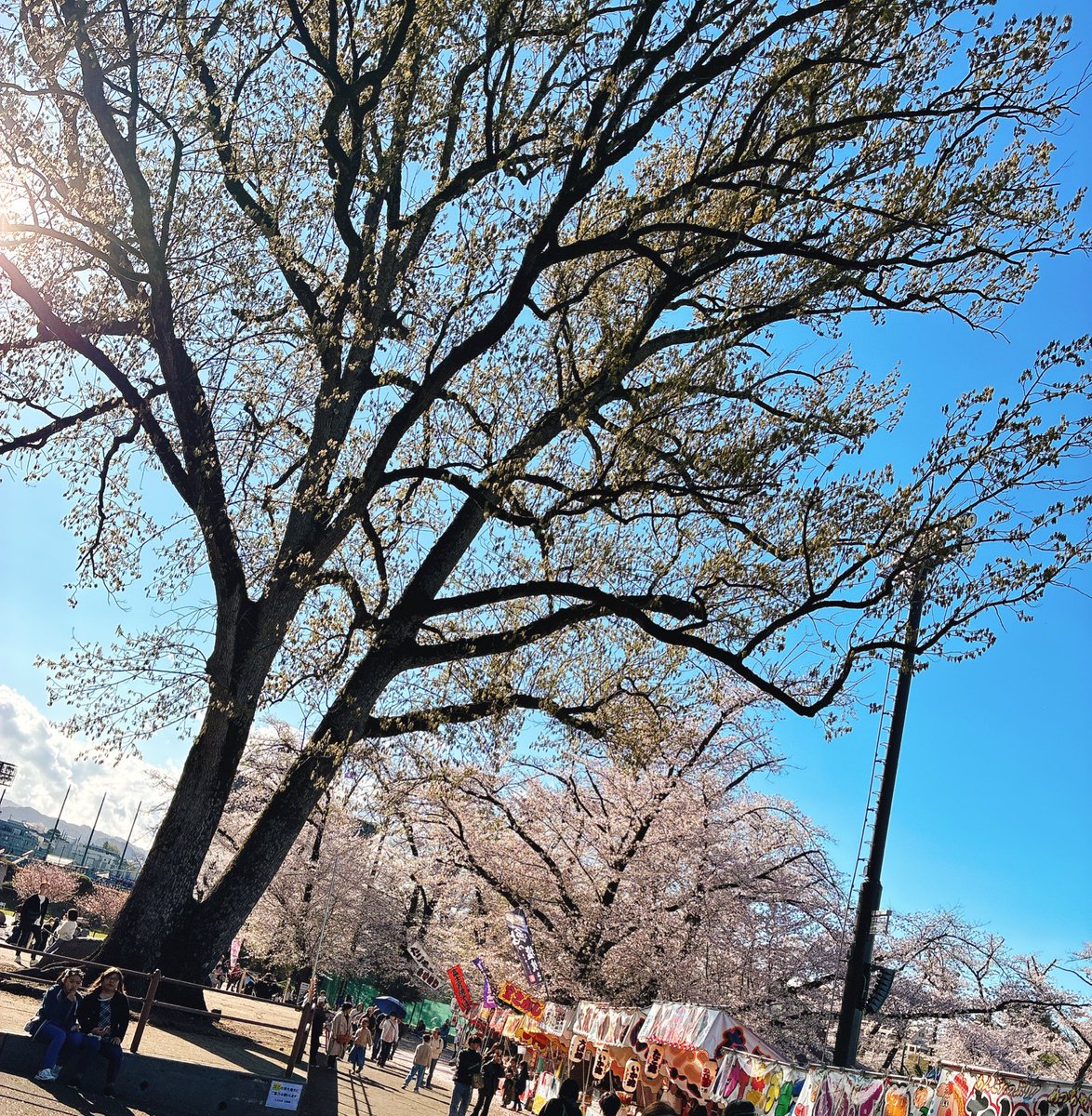 ハハハ八王子、4/2(木)オープンしています◎
八王子は昼まで雨きつかったけど14時ごろからピーカン晴れ☀️今はお酒も美味しい気候になってきました◎
ぜひぜひハハハで明るいお酒飲みにいらして下さい🍻
八王子の桜も見頃でした🌸