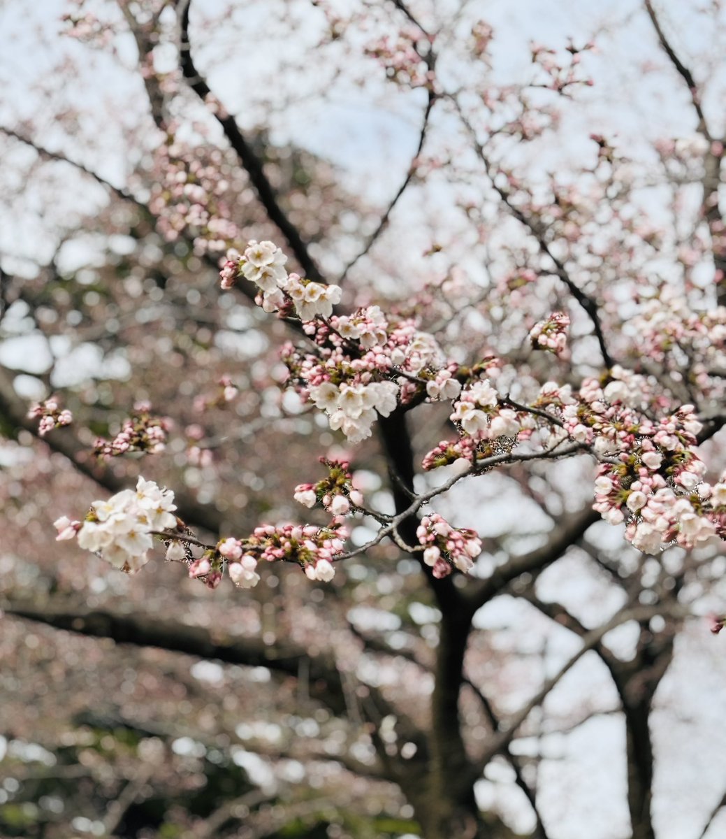irusst's tweet photo. 高田城址公園物産展にての高田さくら堂、設営完了しました！いよいよ明日から観桜会です。3人であれこれ騒ぎながら設営、楽しかった！17日間よろしくお願いいたします。
今年はあちこちちらりと開花した桜たち、ついつい見惚れてしまう〜。気温が上がったら一気に開花が進みそうです。 https://t.co/hUK6CLcmLa