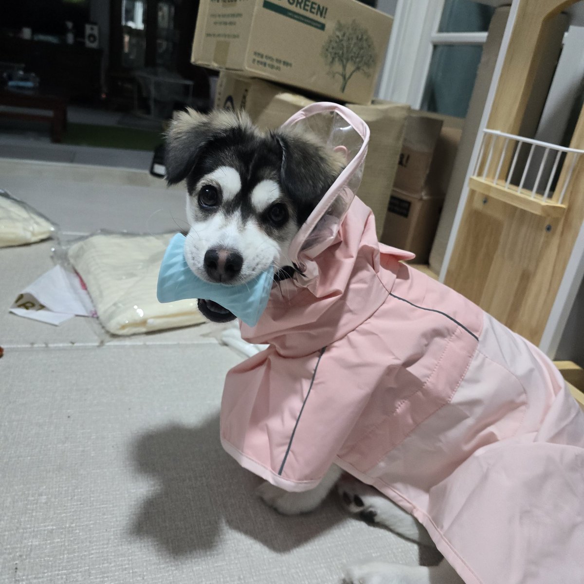 렌남매네 집 レン家 tweet media