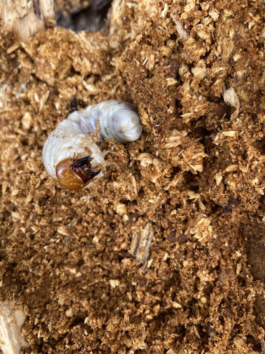 silverback.SB tweet media