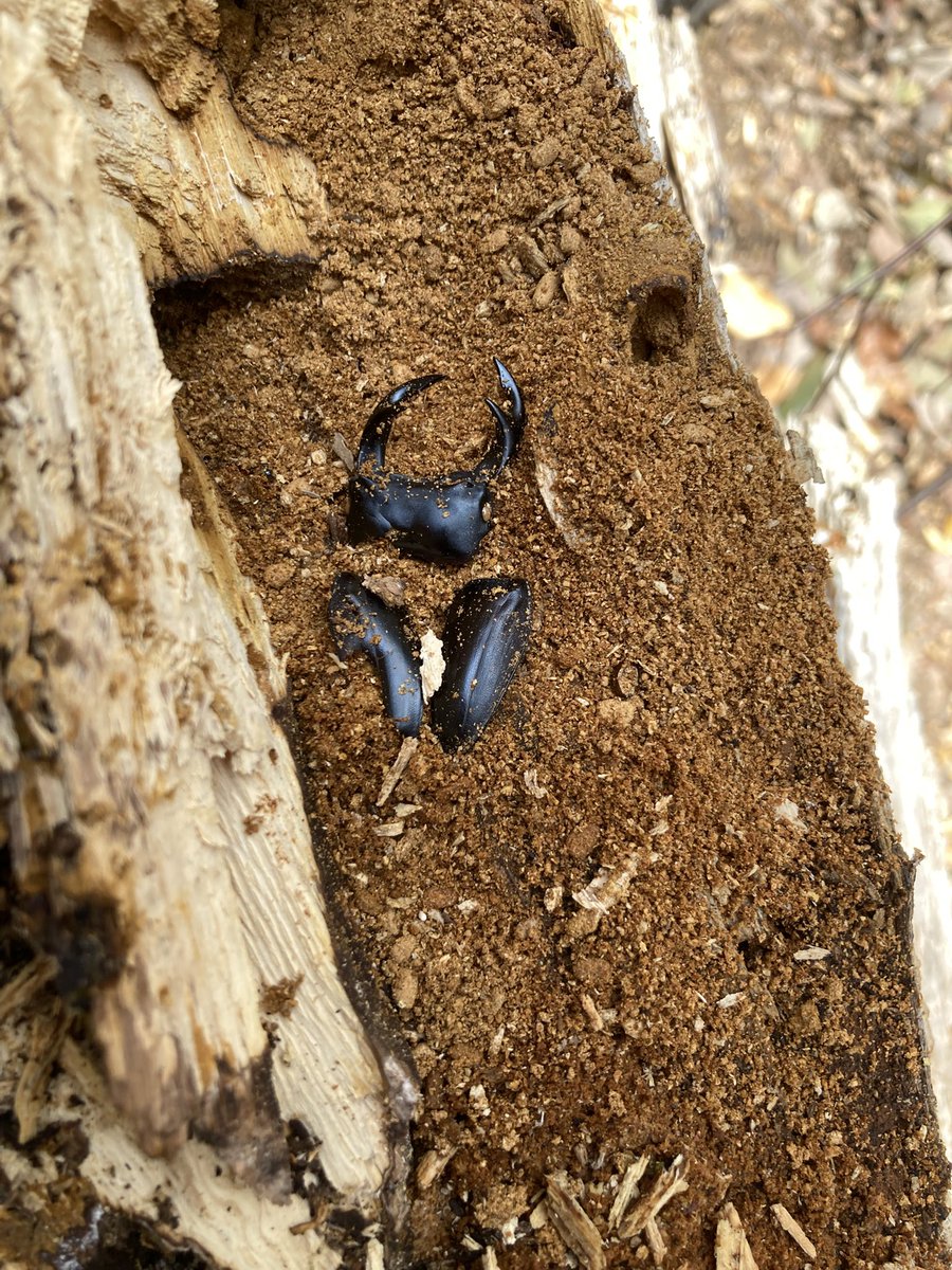 silverback.SB tweet media