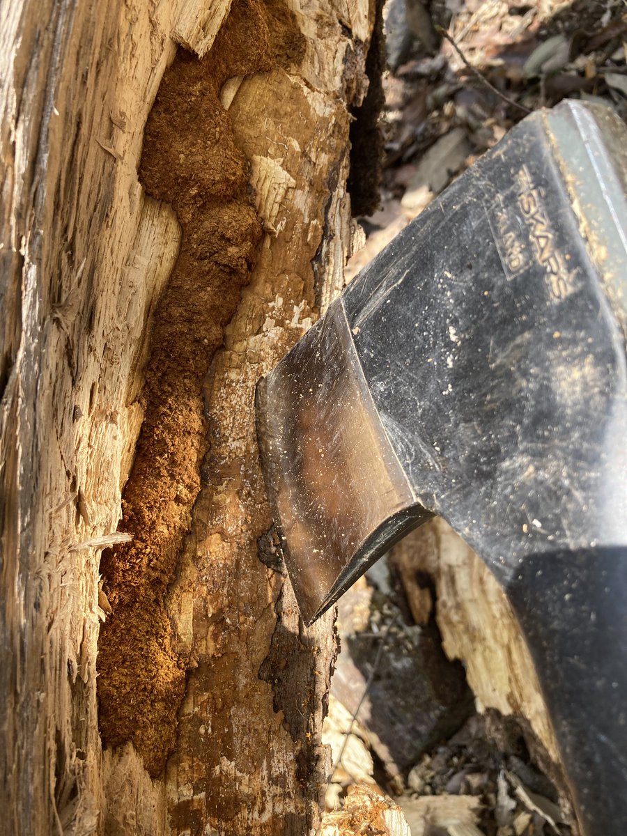 silverback.SB tweet media