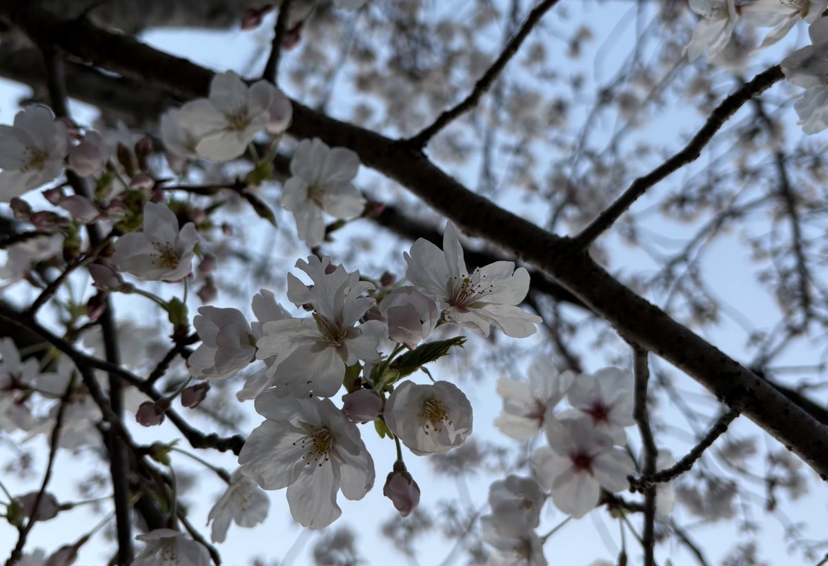 ラテ🍏 tweet media