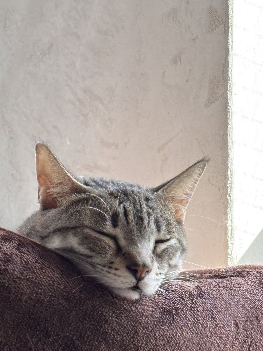 🐾  春眠  暁を覚えず ニャ