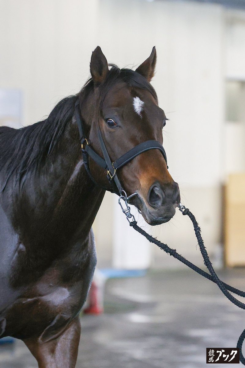 競馬ブックネットSHOP tweet media