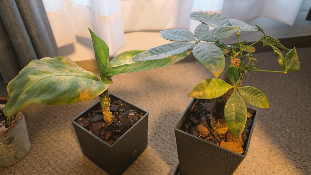 暁ゲン -Akatsuki Gen- tweet media