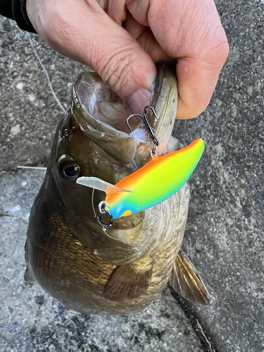 カブト＠KABUTO LURES tweet media