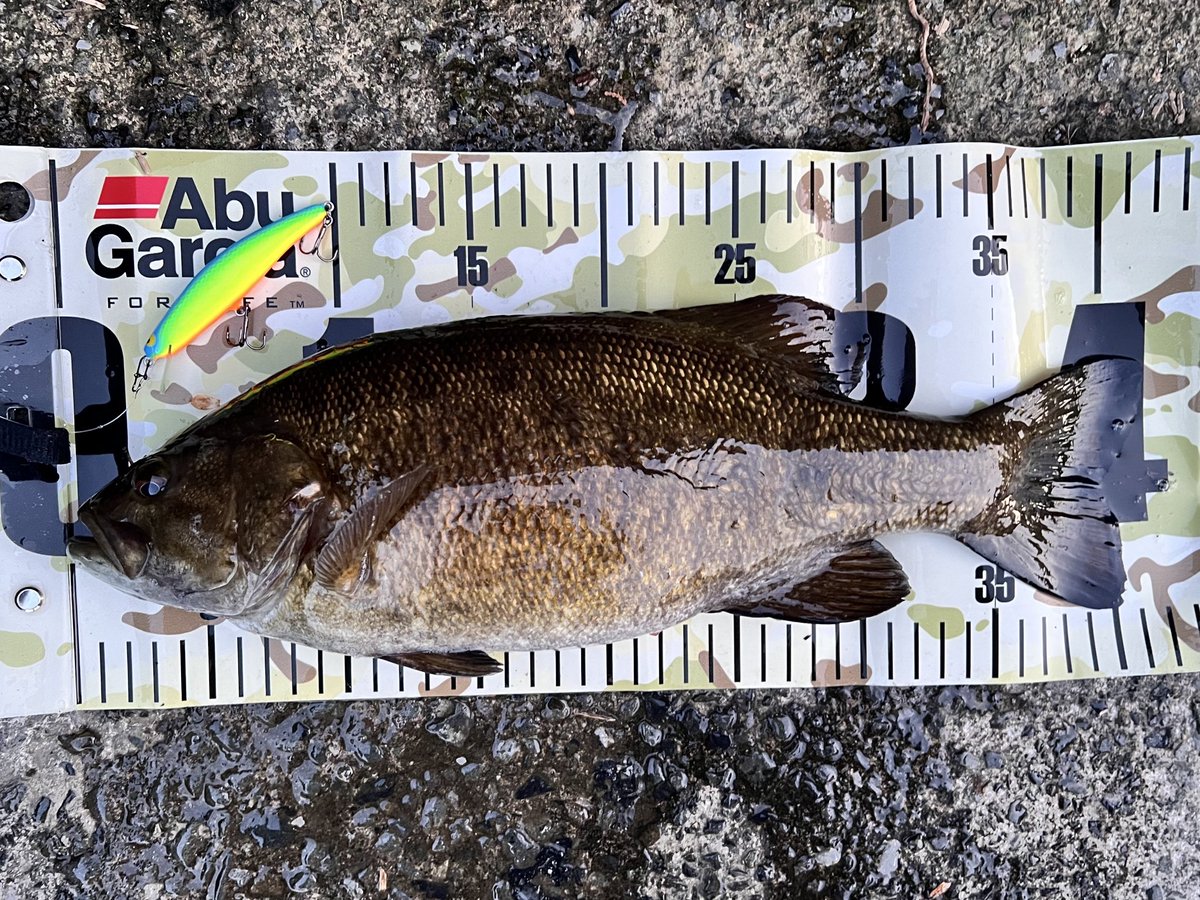 カブト＠KABUTO LURES tweet media