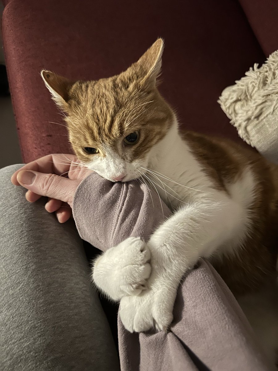 JOUEUR 456 🐢🇫🇷🇩🇿🍉 tweet media