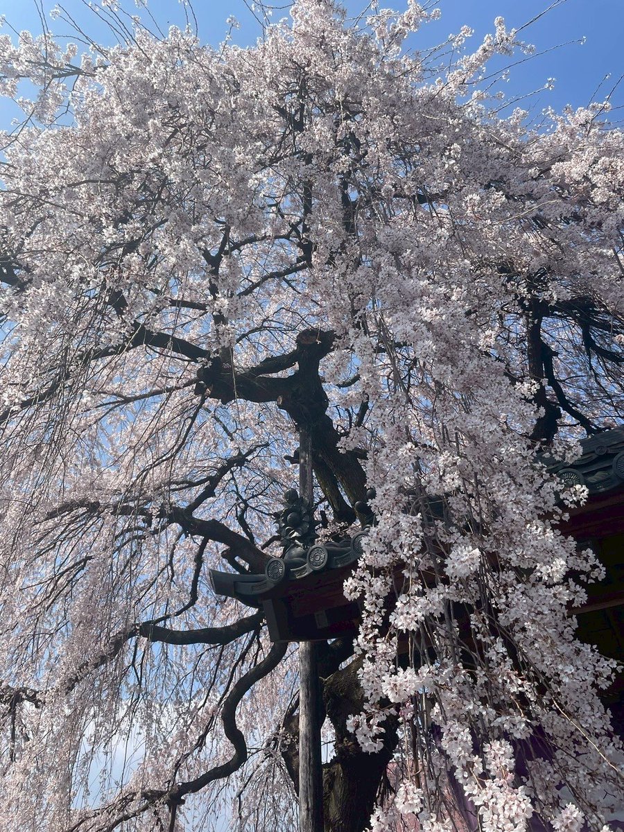 onakaPottechi's tweet photo. 桜の写真撮ってきてねーって🌸
弱視の時に七沢の神奈リハで見た桜🌸　ありゃー今も覚えてるくらい🌸
花見で麦茶一杯🍶 https://t.co/PDLKHTAIh5