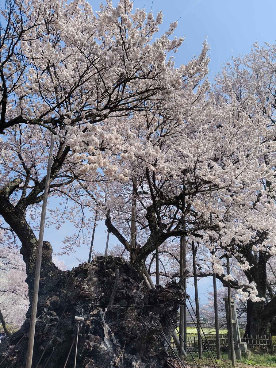 onakaPottechi's tweet photo. 桜の写真撮ってきてねーって🌸
弱視の時に七沢の神奈リハで見た桜🌸　ありゃー今も覚えてるくらい🌸
花見で麦茶一杯🍶 https://t.co/PDLKHTAIh5