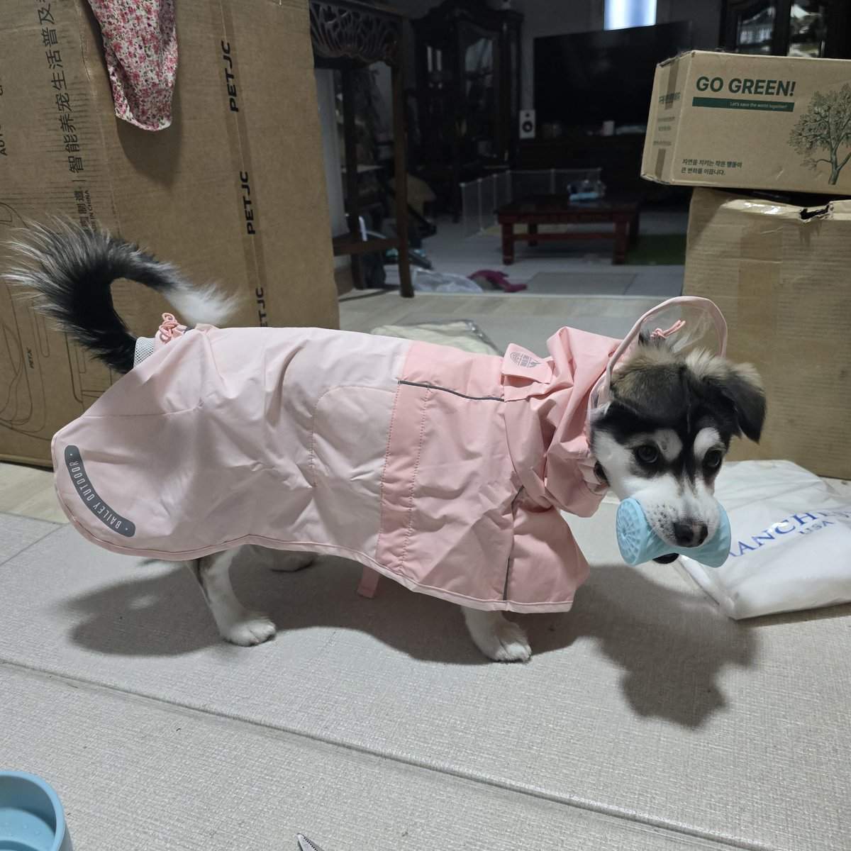 간헐적 짭스키 🐶르웬 🍼 tweet media