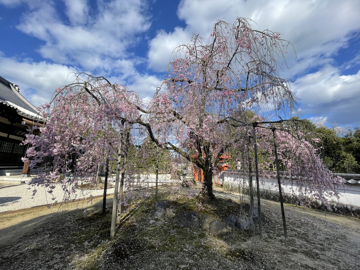 Ally♡ありぃ tweet media