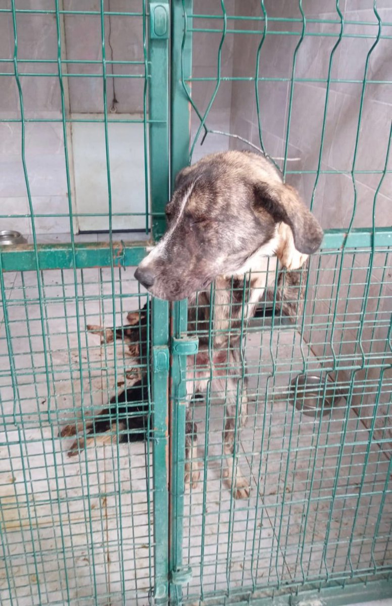 guclusinemm's tweet photo. Sokaktaki köpek.          Barınaktaki köpek 

Koruma yok 
Kısırlaştırma yok 
Sahiplendirme yok 
Besleme yok
Barınaklarda hayırsız ada yaşatılan Allah’ın dilsiz kulları https://t.co/7d2F1wSVVl