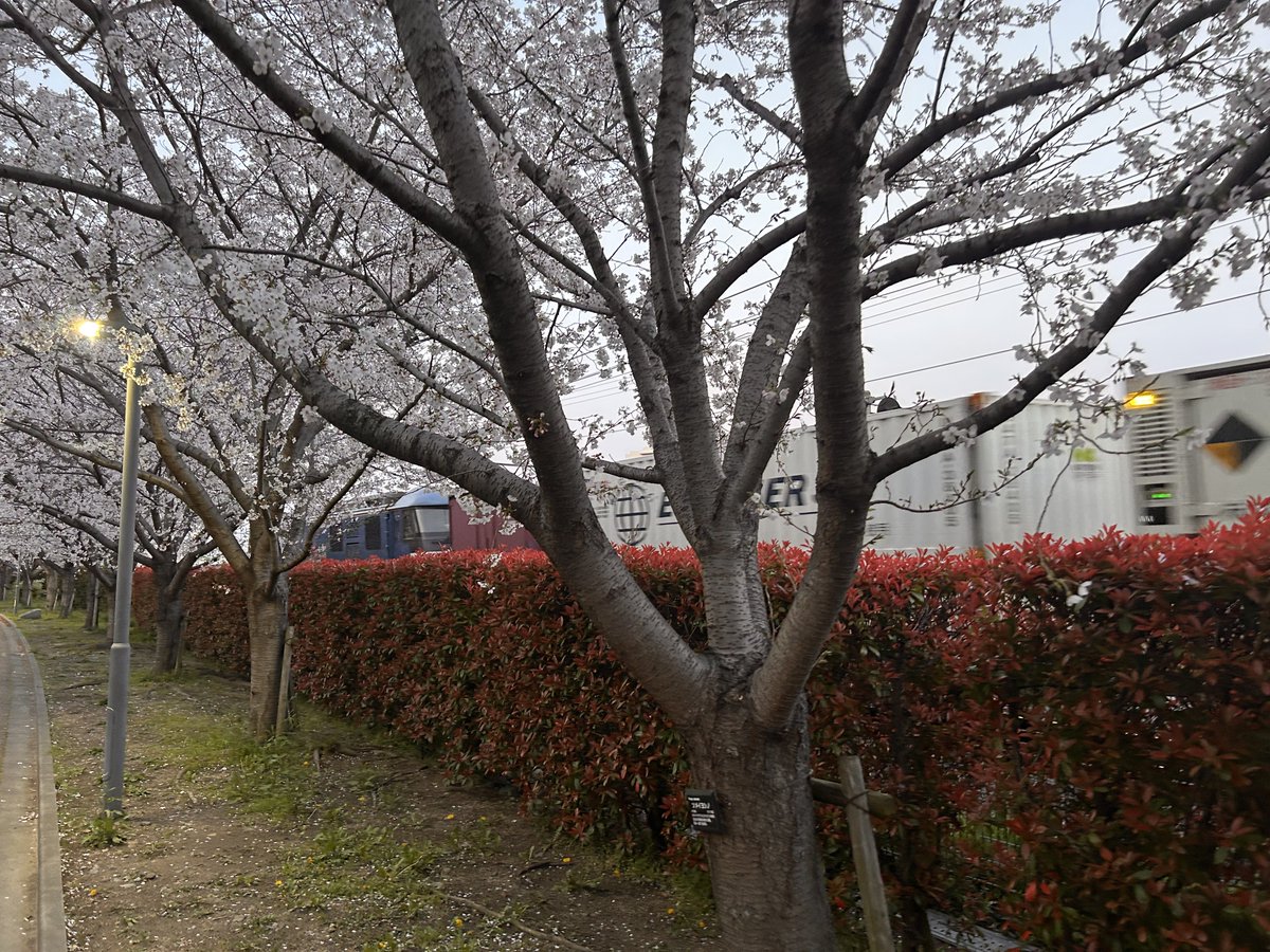 桜と86レ