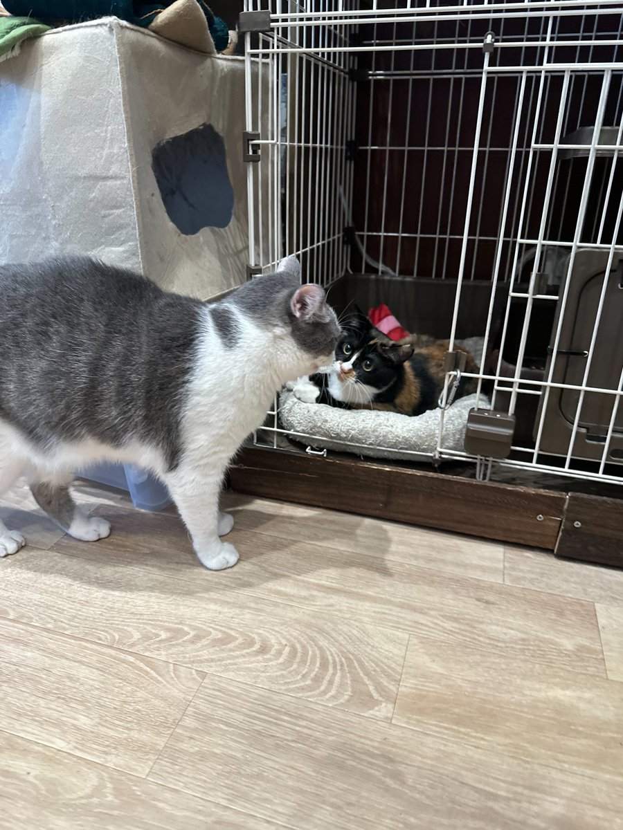 BAKENEKO CAFE｜化猫茶屋 tweet media