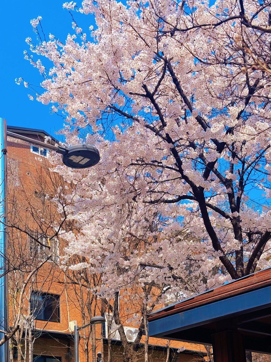 코네토 tweet media