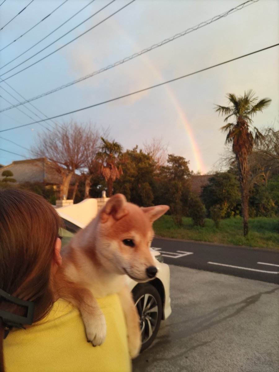夕方の雨で、綺麗な虹🌈が出ました✨✨ ポンちゃん🐶初めての虹に