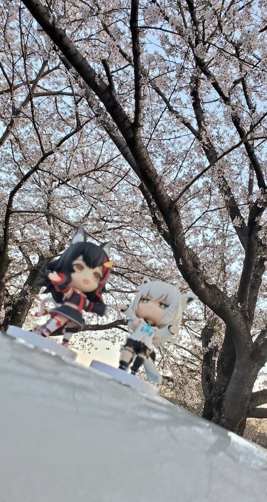 夕暮れ時の桜とフブミオ
#すこん部 #ミオパーツ