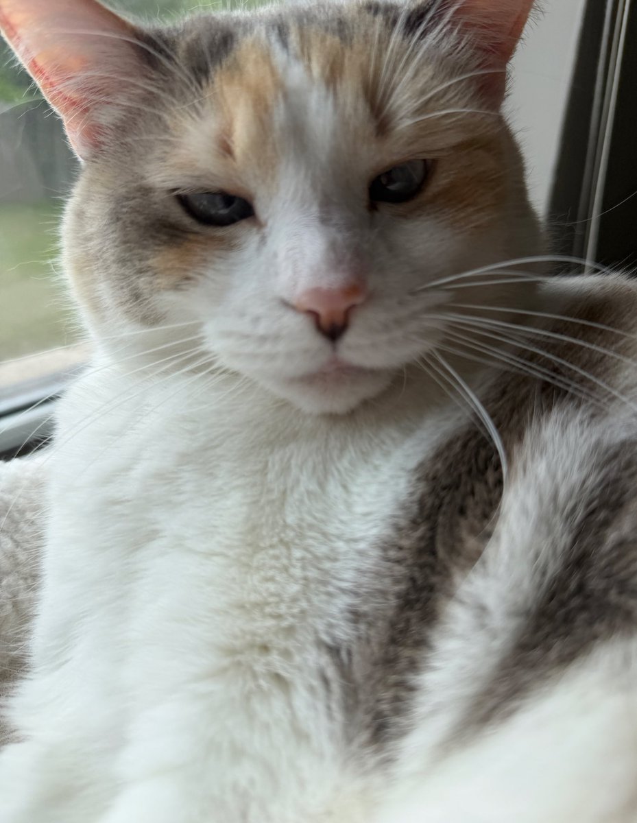 Panko A. Cat’s Mom tweet media