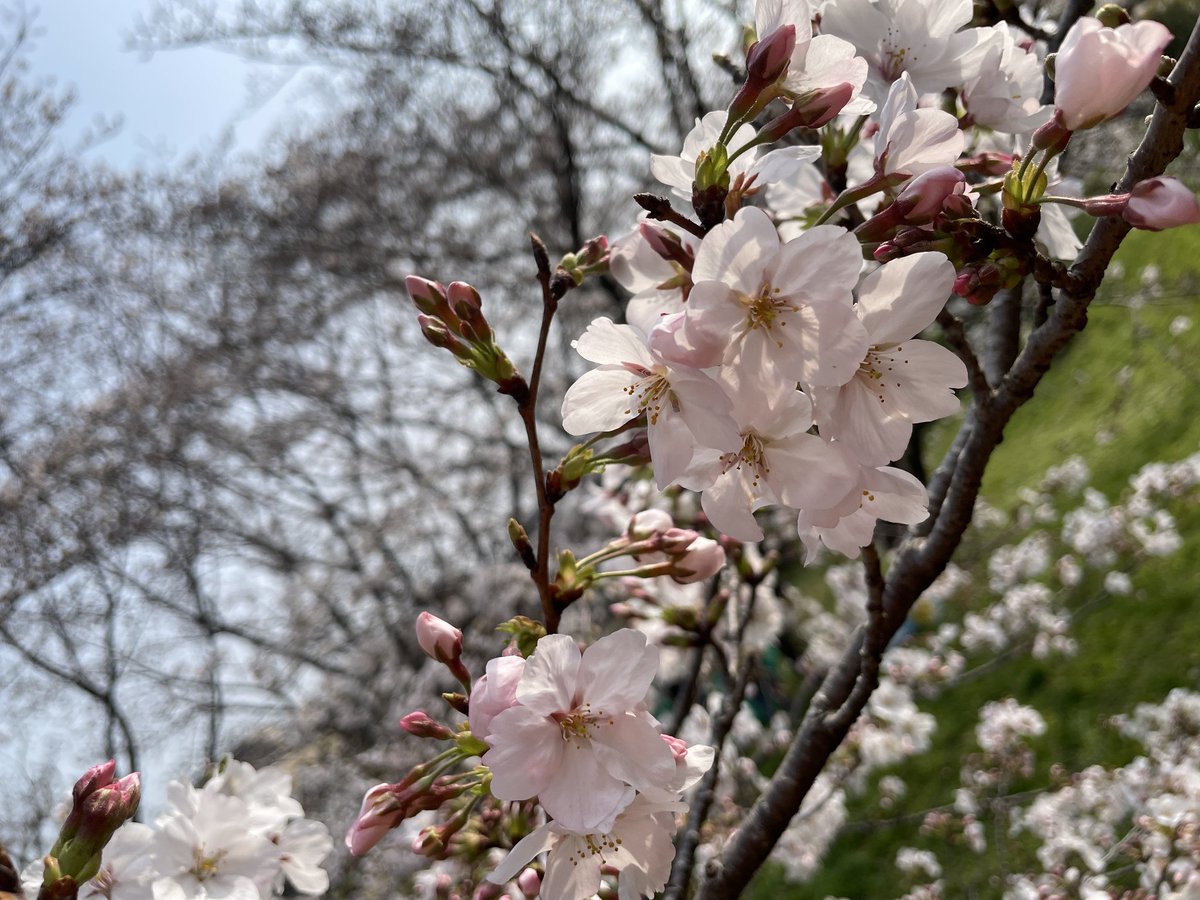 ?️ #お花のお話 ? 『サクラ』? 日本中で愛される3~4月の短い間咲く 