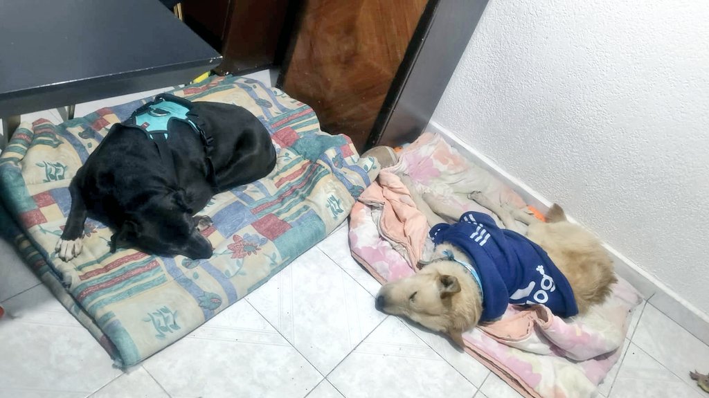 Os Moreno tweet media