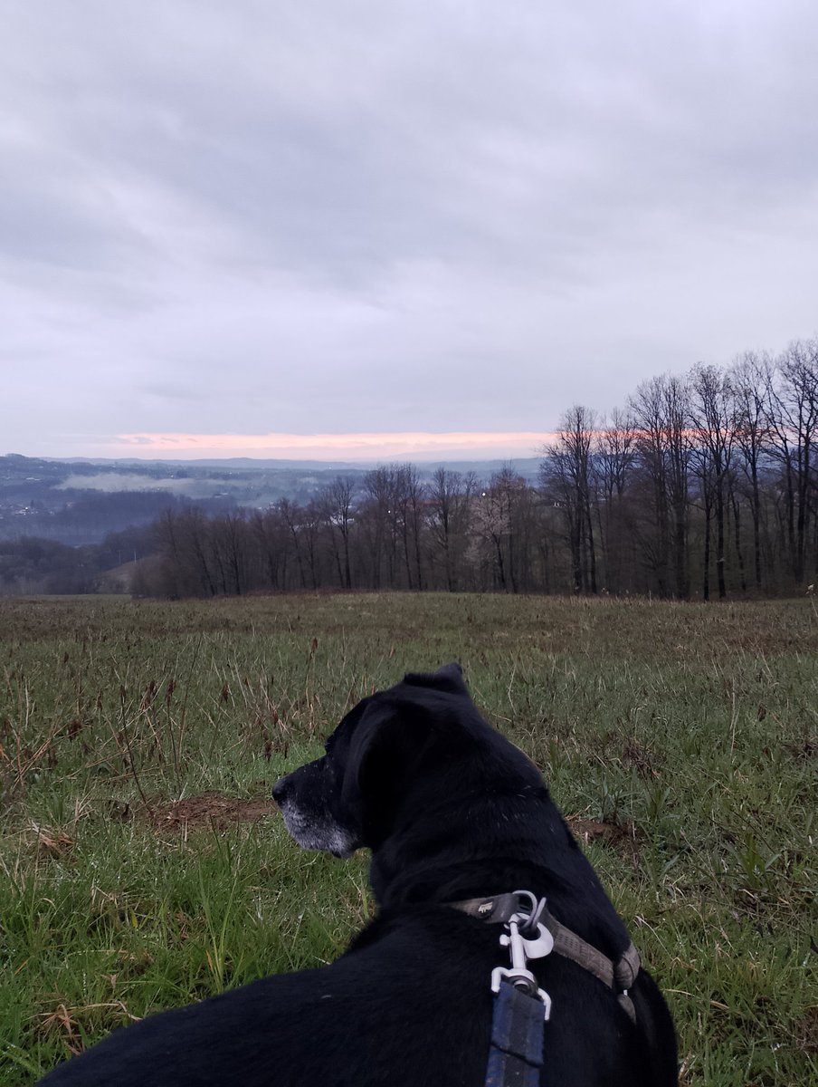 Berislav Blagojević tweet media