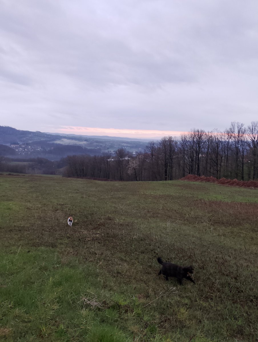 Berislav Blagojević tweet media