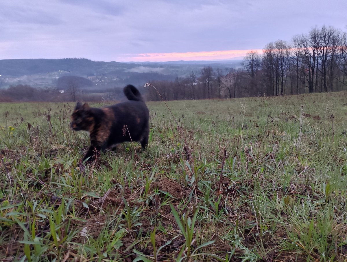 Berislav Blagojević tweet media