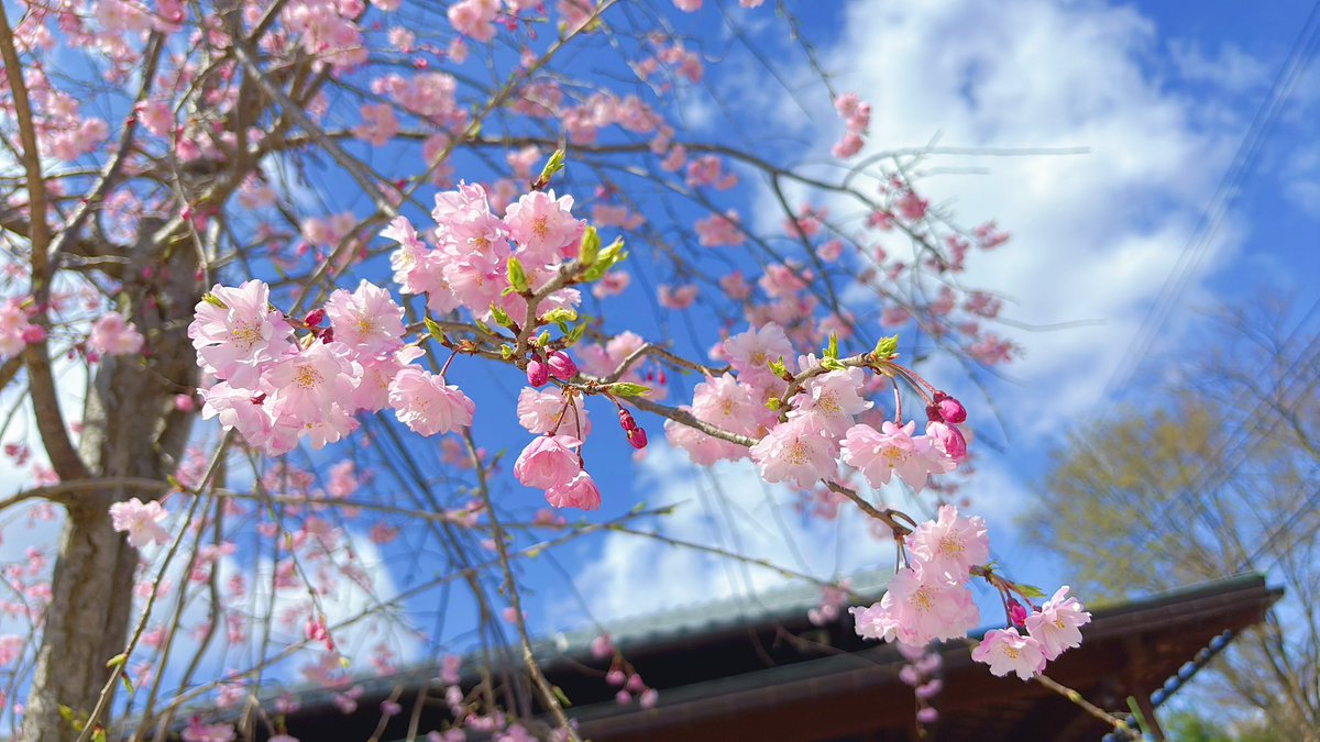 info_murasaki's tweet photo. #紫ゆかりの館 のシンボルツリー
しだれ桜が満開を迎えました🌸🌸🌸

今年は蕾を確認してから開くまで早かった…！😹 https://t.co/q7muaHJZWF