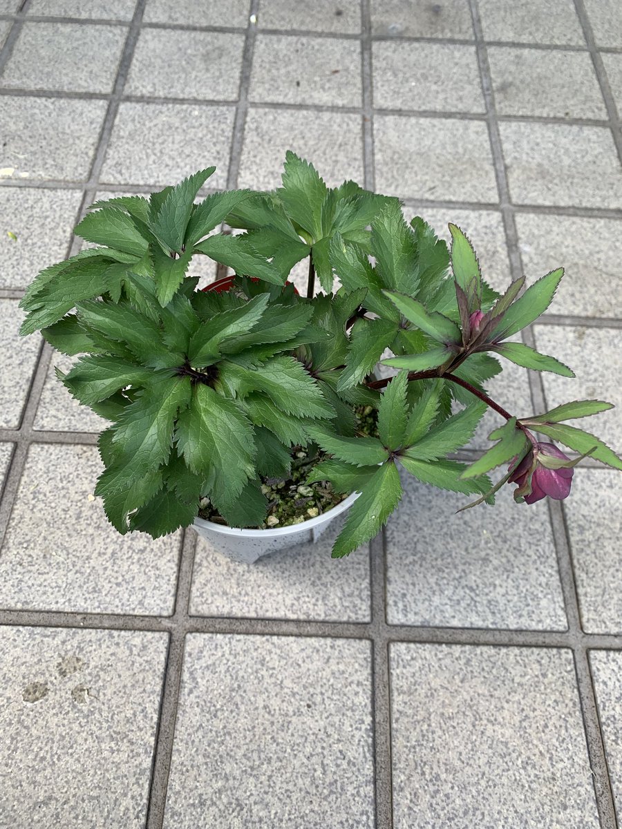 tabomi08783's tweet photo. 2024年とっとり花回廊横山直樹先生のセミナープレゼントの苗(プチプチドール)途中、天に召されそうになったりしたけどなんとか持ち直し、3月繁忙期明け、今朝見ると開花しとる😳しかもバッチリベビードールサイズ✨そして、なんと茎赤い。バリ渋イケメン😎😎
#YokoyamaNursery 
#ベビードール https://t.co/zRVHvGgxQP