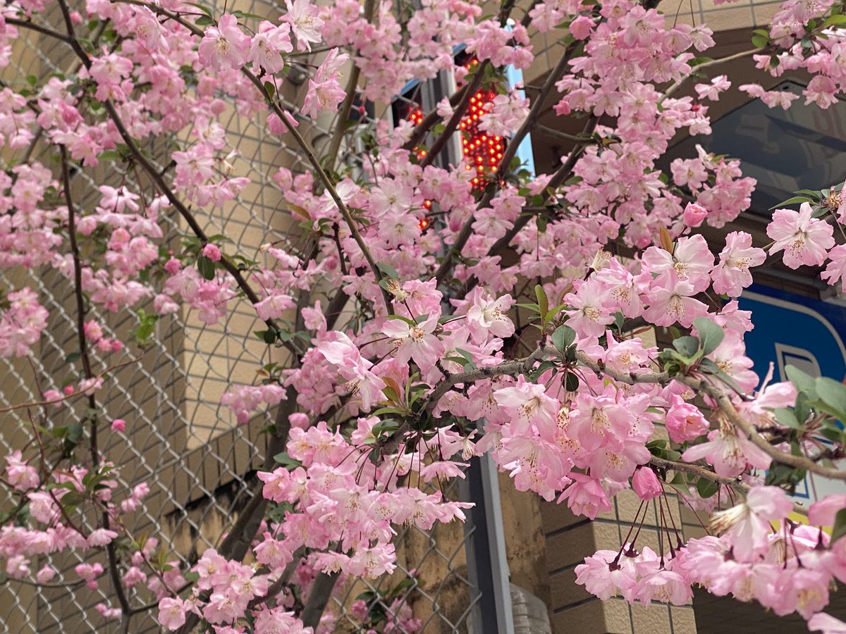🌸可愛すぎて造花かと思った〜😍
カワイー💖

🌸があるからこの時期は本当ウキウキする🎵