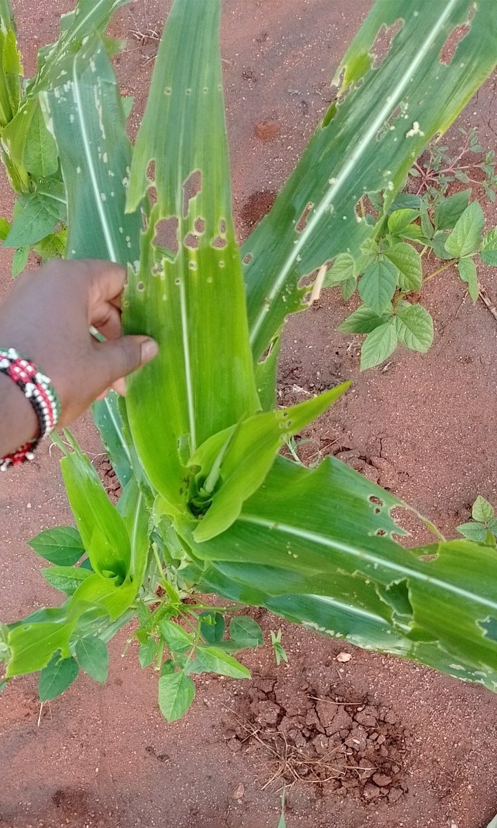 Local Boy tweet media