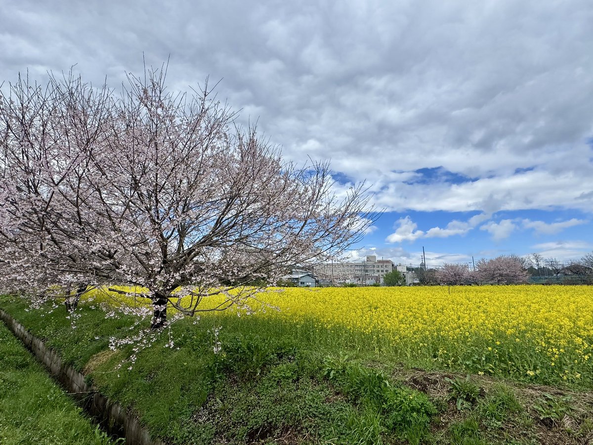 校長まりも tweet media