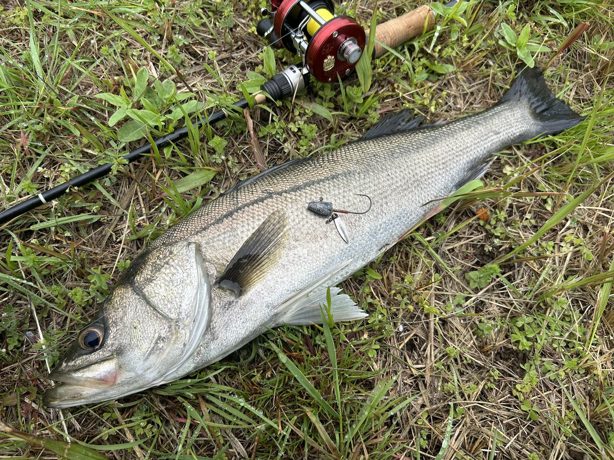 ブレードを付けたジグヘッドが調子良かった https://t.co/V1bETgmRln