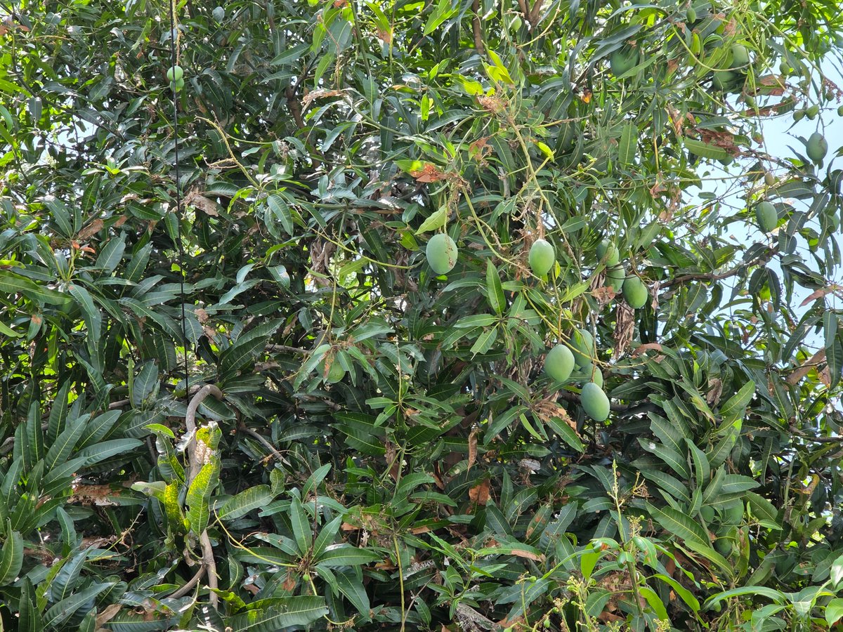 Ananth_IRAS's tweet image. This mango tree at the same place in Railway hospital, Perambur has started yielding some good mango crop! #IndianRailways #mango