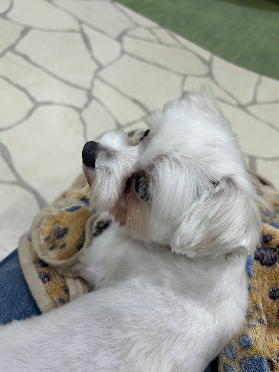 吉成豊 tweet media