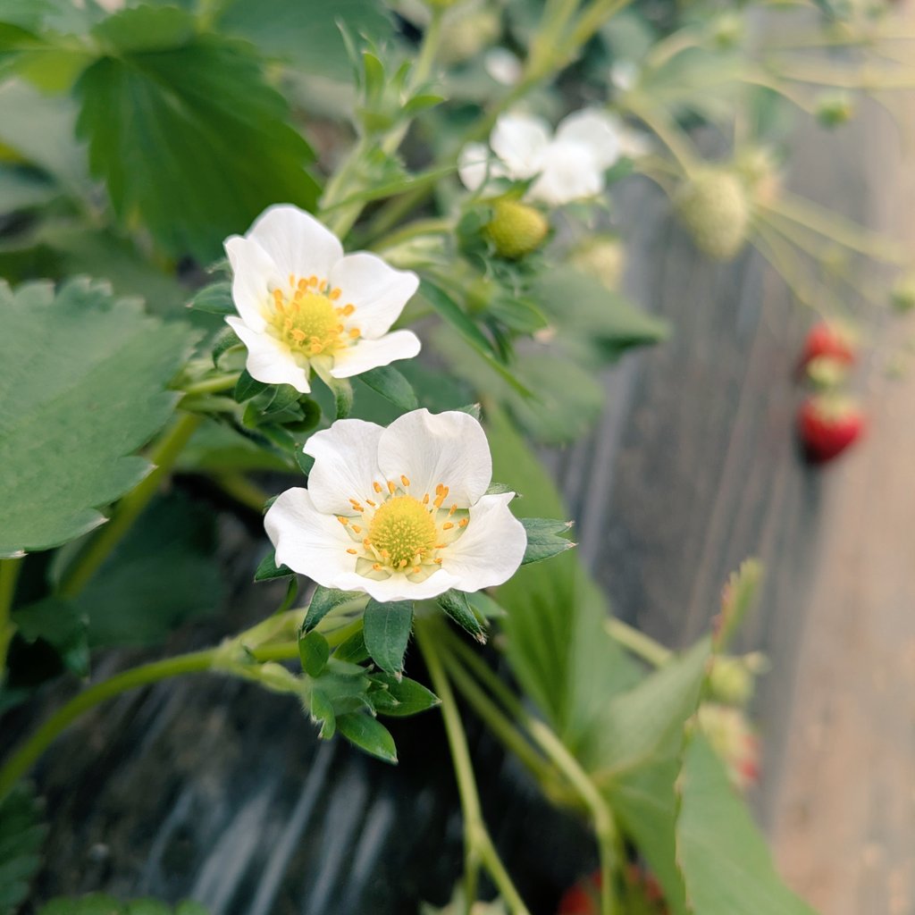 いちご狩りいったときの🍓🌼いちご全フェーズかわいいな。。。