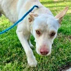 King is safe and out of Rocky Mount NC Shelter. But now Kemp is in danger!! 
Please share, retweet and repost for Kemp. He needs an adopter, foster or rescue.