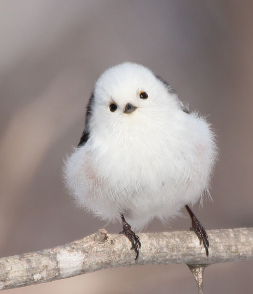 ぼく、シマエナガ。 tweet media