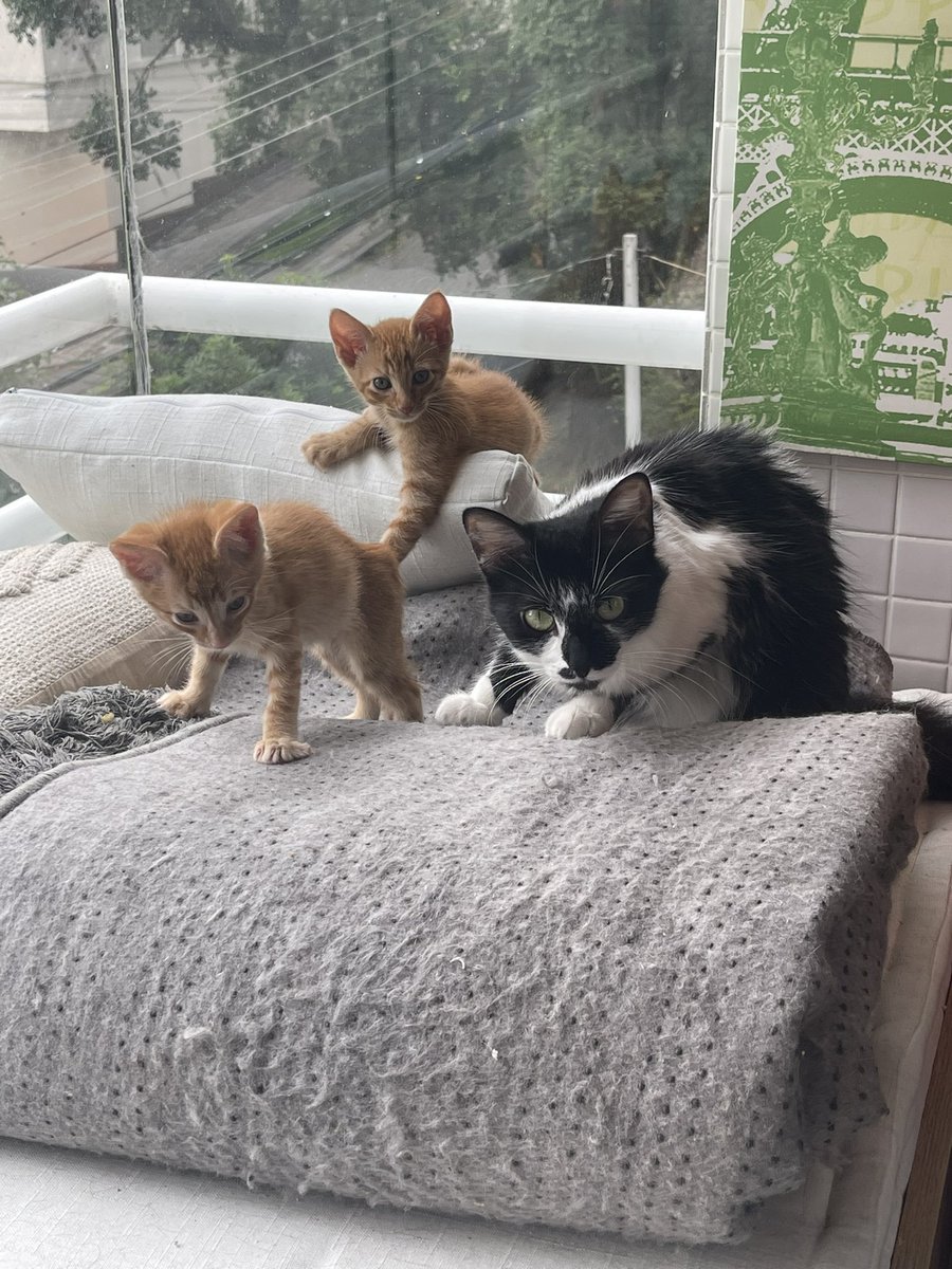 Autistic Mensur tweet media