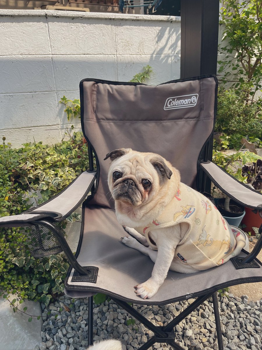 めーありぽこモフつぐほむすず🐶らは tweet media