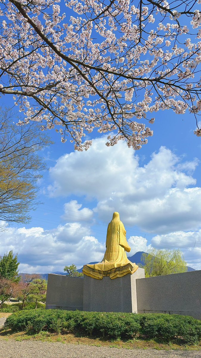 info_murasaki's tweet photo. #紫式部公園 園内の
ソメイヨシノも満開です🌸🌸🌸

紫式部像の黄金✨
桜の淡いピンク🌸
青い空🏞️の組み合わせは
毎年心がウキウキします https://t.co/gqblm9D5IM