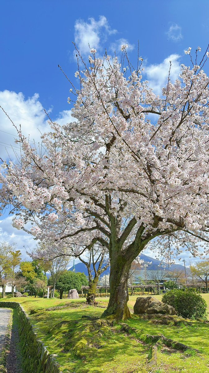 info_murasaki's tweet photo. #紫式部公園 園内の
ソメイヨシノも満開です🌸🌸🌸

紫式部像の黄金✨
桜の淡いピンク🌸
青い空🏞️の組み合わせは
毎年心がウキウキします https://t.co/gqblm9D5IM